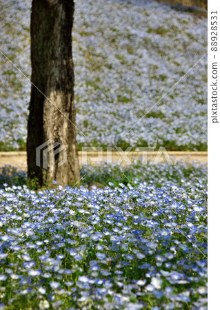 垂直組合 3 中盛開的 Nemophila 領域 垂直組合 3 中盛開的 Nemophila 領域 88928531