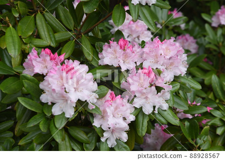 杜鵑花 杜鵑花 88928567