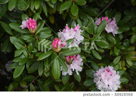 杜鵑花 88928568
