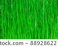 春天充滿了綠色 88928622