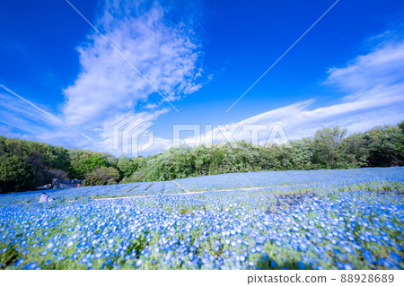 Nemophila in full bloom in Musashi Kyuryo Forest Park, Saitama Prefecture 88928689