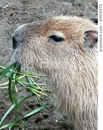 Capybara meal time Capybara meal time 88928879