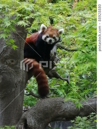 Fresh green and red panda Fresh green and red panda 88928880