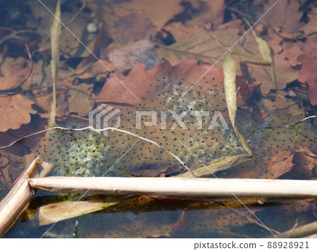 Frog egg 88928921