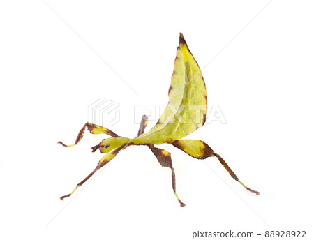 stick insect in studio stick insect in studio 88928922