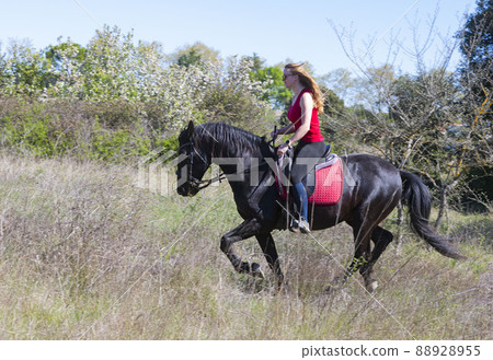 riding girl and horse 88928955