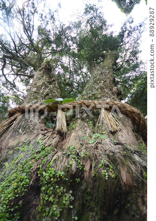A huge Jomon cedar power spot 88929287