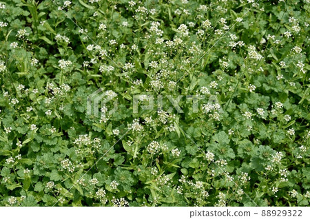 Nazna - Stock Photo [88929322] - PIXTA