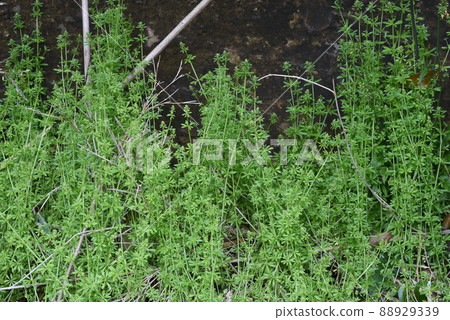 Flowers of Yaemgura Flowers of Yaemgura 88929339