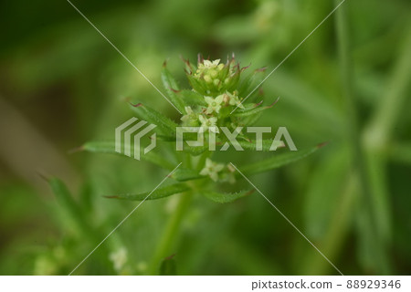 Yaemgura的花朵 Yaemgura的花朵 88929346