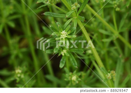 Yaemgura的花朵 Yaemgura的花朵 88929347