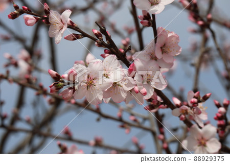 杏仁樹枝風景與藍天和淺粉色花瓣花和芽 88929375