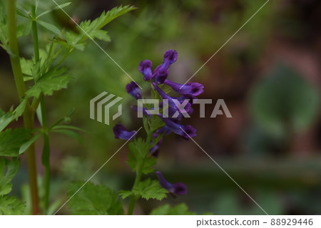 Murasaki Keman 88929446