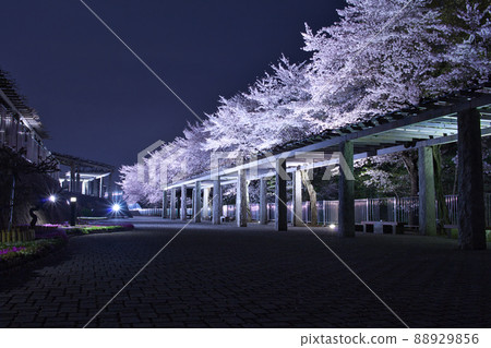 夜幕降臨後公園裡盛開的櫻花讓我感到寂寞。 Part 4 夜幕降臨後公園裡盛開的櫻花讓我感到寂寞。 Part 4 88929856