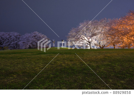 夜幕降臨後公園裡盛開的櫻花,在某個地方感到寂寞。 Part 5 夜幕降臨後公園裡盛開的櫻花,在某個地方感到寂寞。 Part 5 88929858