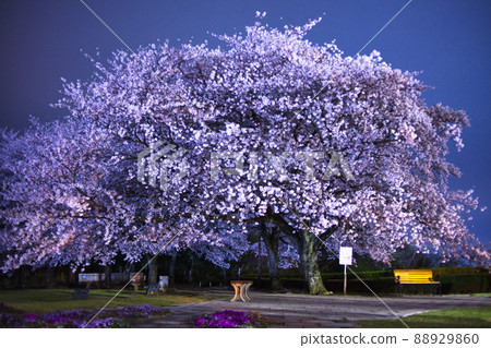 The cherry blossoms that bloom in the park at night when the bustle is gone feels lonely somewhere. Part 6 The cherry blossoms that bloom in the park at night when the bustle is gone feels lonely somewhere. Part 6 88929860