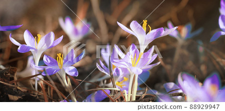 Blooming purple crocus flowers in a soft focus on a sunny spring day 88929947
