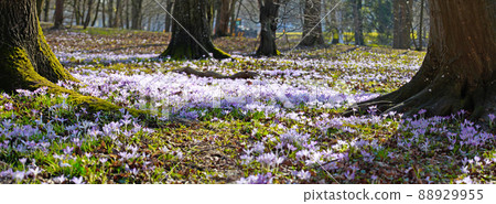 Blooming purple crocus flowers in a soft focus on a sunny spring day 88929955
