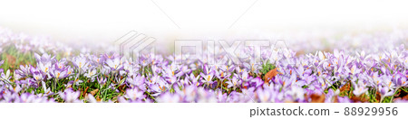 Blooming purple crocus flowers in a soft focus on a sunny spring day 88929956