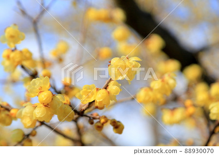 洛白花 88930070