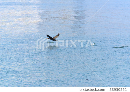 Great cormorant taking off from the sea surface of Nishikinohama, Kaizuka City Great cormorant taking off from the sea surface of Nishikinohama, Kaizuka City 88930231