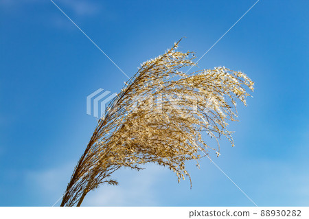 The golden plumage of weed seeds. 88930282