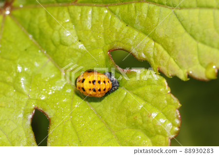 瓢蟲的 88930283