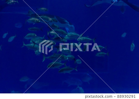 Aquarium scenery / aquarium Aquarium scenery / aquarium 88930291