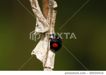 Lady beetle black background two crest type 88930410