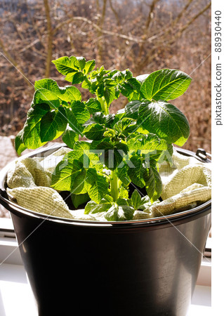 Green potato sprouts grow in a large black bucket on the balcony. Healthy spring seedlings grown indoors. Concept for growing organic food at home and creating a garden. Close-up. Vertical image. 88930440