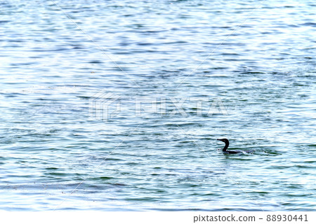 Great cormorant in Nishikinohama, Kaizuka City, Osaka Prefecture Great cormorant in Nishikinohama, Kaizuka City, Osaka Prefecture 88930441