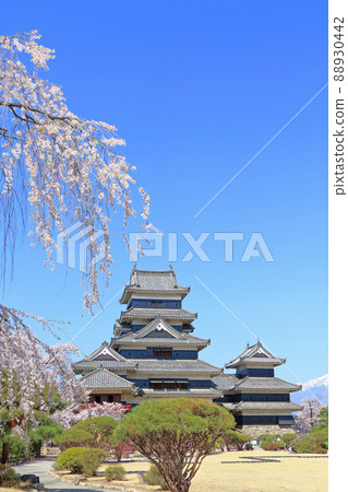 Matsumoto Castle, a national treasure of spring when cherry blossoms bloom Matsumoto Castle, a national treasure of spring when cherry blossoms bloom 88930442
