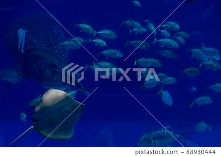 水族館景觀 水族館景觀 88930444