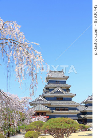櫻花盛開的春天國寶松本城 櫻花盛開的春天國寶松本城 88930445