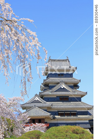櫻花盛開的春天國寶松本城 88930446