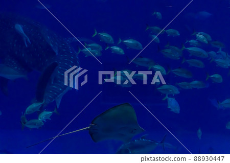 水族館景觀 88930447