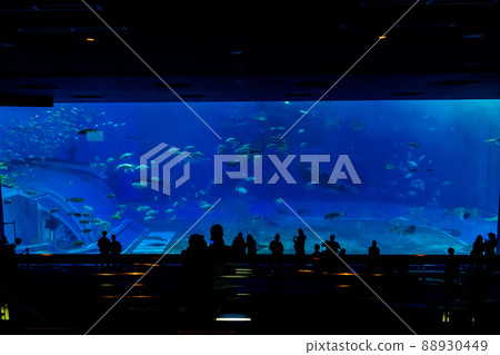 Aquarium landscape Aquarium landscape 88930449