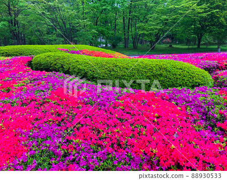 東京千代田區皇宮二之丸庭園中的杜鵑花 88930533