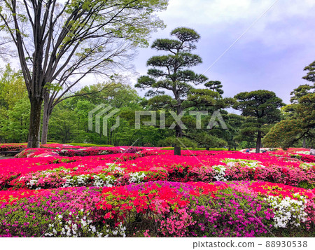 Azalea in the Imperial Palace Ninomaru Garden, Chiyoda-ku, Tokyo Azalea in the Imperial Palace Ninomaru Garden, Chiyoda-ku, Tokyo 88930538