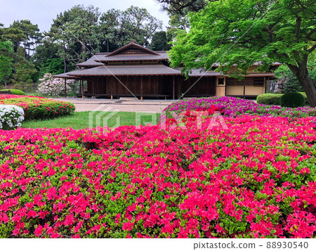 東京千代田區皇宮二之丸庭園中的杜鵑花 88930540