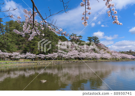 青石公園的一排櫻花樹 88930741