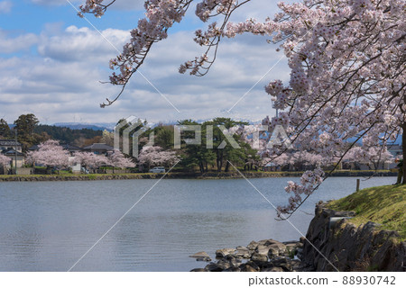 青石公園的一排櫻花樹 青石公園的一排櫻花樹 88930742