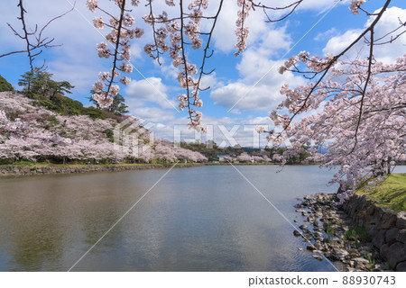青石公園的一排櫻花樹 88930743