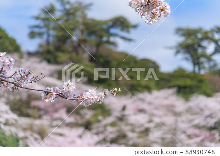 青石公園的一排櫻花樹 青石公園的一排櫻花樹 88930748