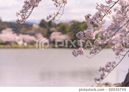 A row of cherry blossom trees in Seishi Park A row of cherry blossom trees in Seishi Park 88930749
