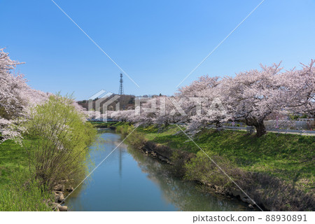 A row of cherry blossom trees on the Taihei River 88930891