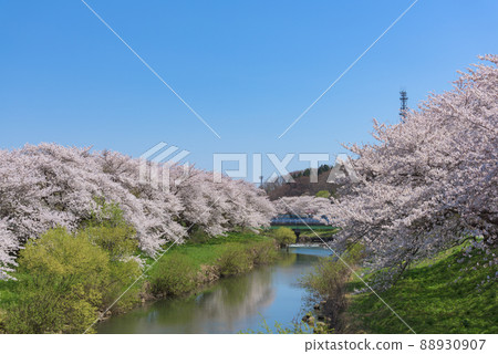 A row of cherry blossom trees on the Taihei River A row of cherry blossom trees on the Taihei River 88930907