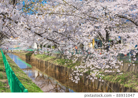 A row of cherry blossom trees in the Kusao Tsugawa 88931047