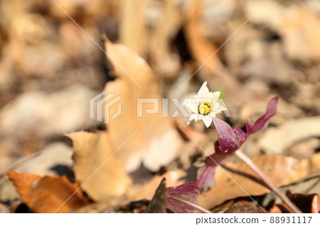 Snow throat flowers Snow throat flowers 88931117
