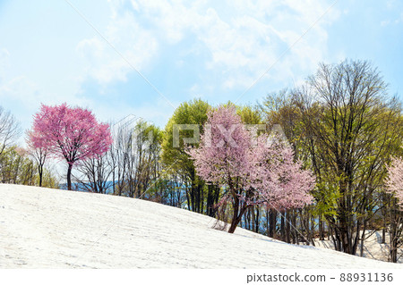 開花在雪域的西北小山櫻桃 開花在雪域的西北小山櫻桃 88931136